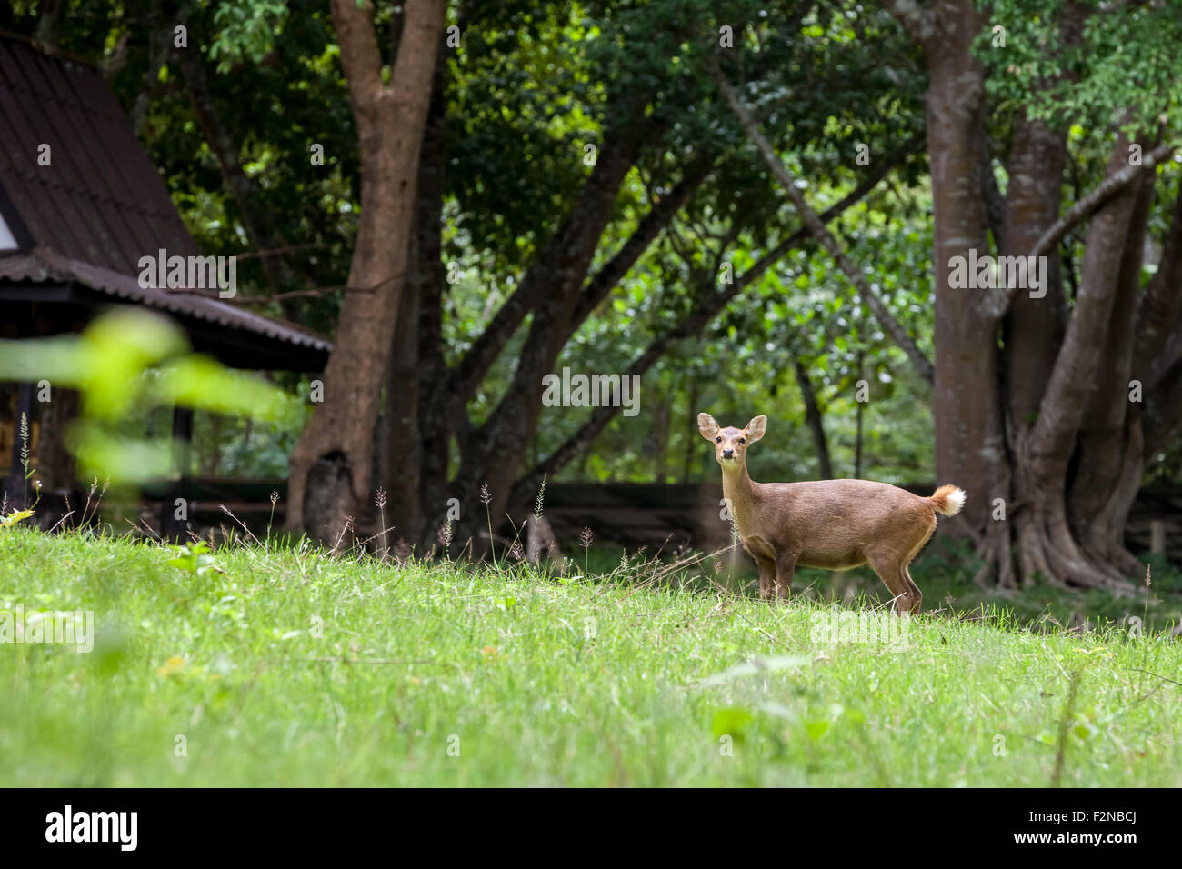 Dans les forêts de Uthai Thani en Thaïlande sont le cerf Sambar Banque D'Images