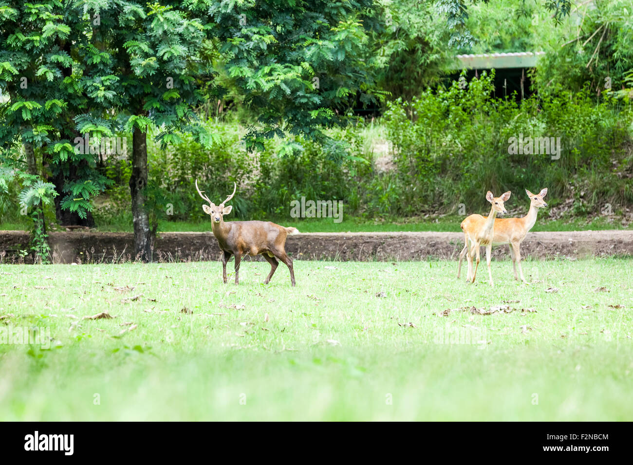 Dans les forêts de Uthai Thani en Thaïlande sont le cerf Sambar Banque D'Images