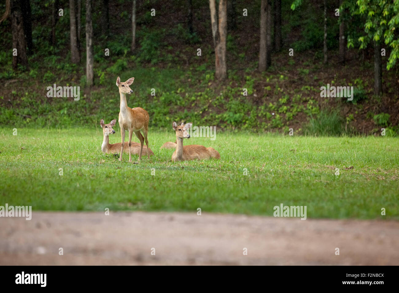 Dans les forêts de Uthai Thani en Thaïlande sont le cerf Sambar sous la pluie Banque D'Images