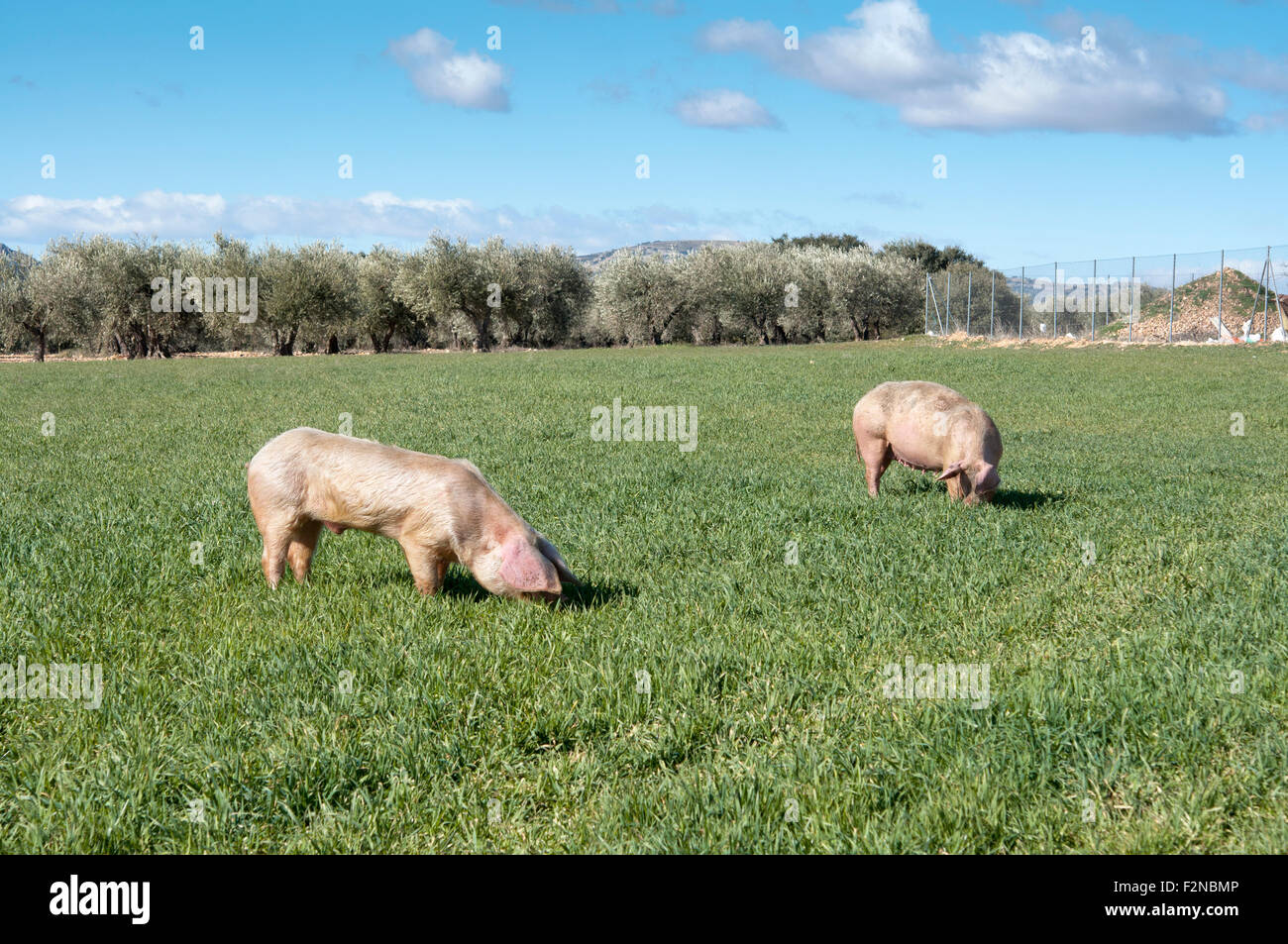 Deux porcs le pâturage dans le domaine. Photo prise dans la province de Ciudad Real, Espagne Banque D'Images