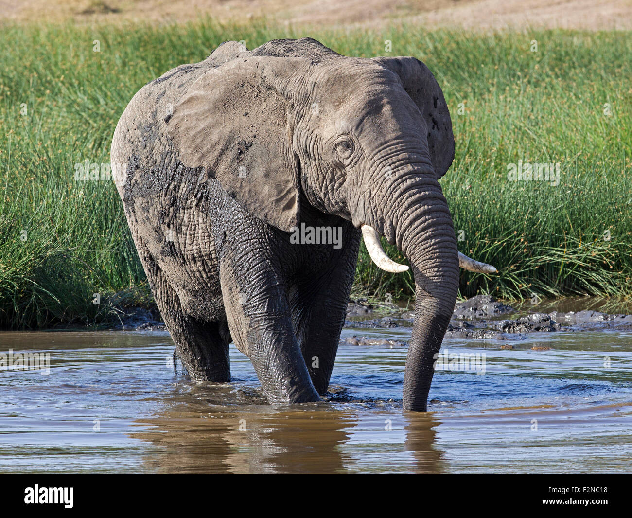 L'éléphant d'hommes marcher dans le lac Banque D'Images