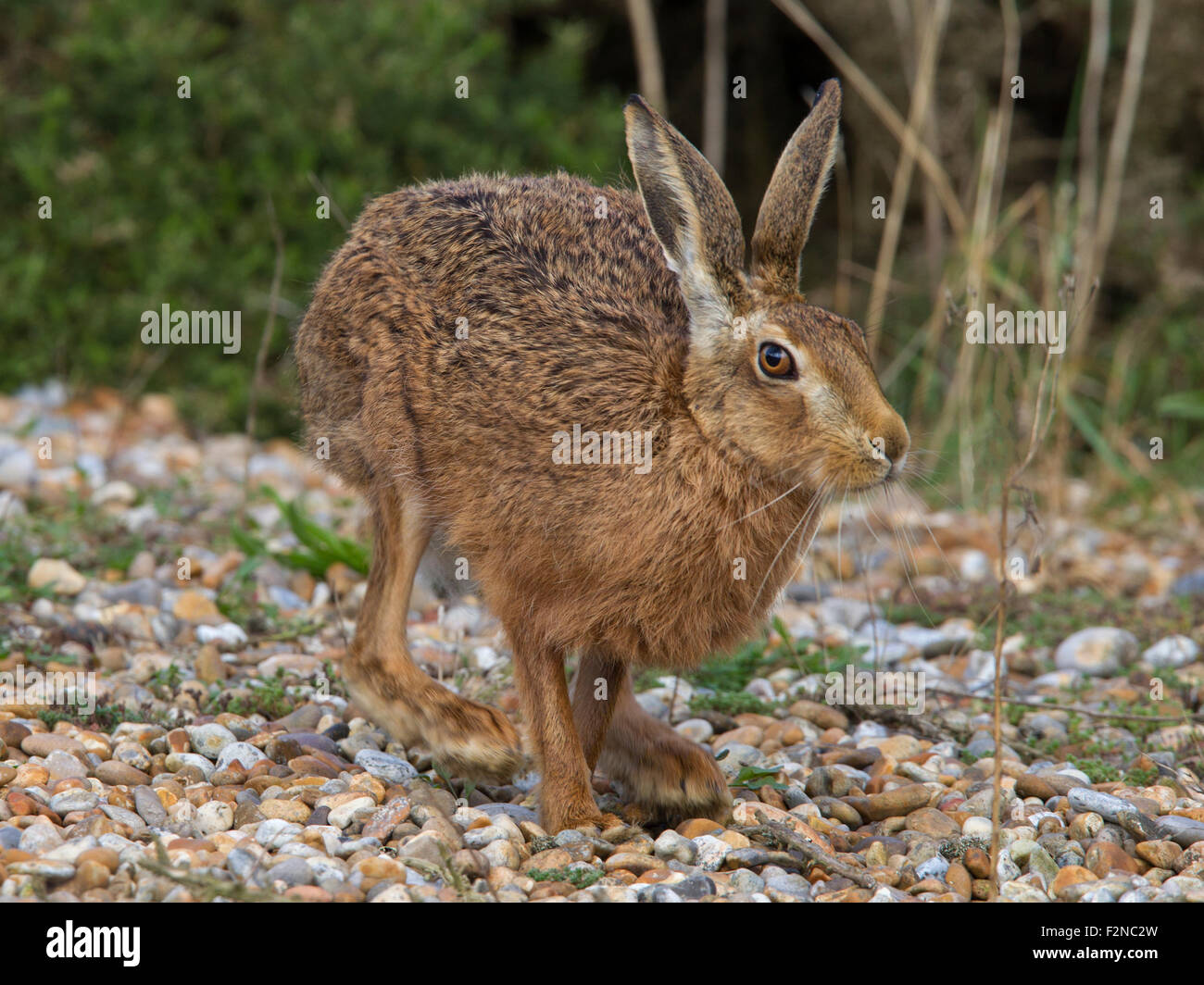 European brown hare, exécutant Banque D'Images