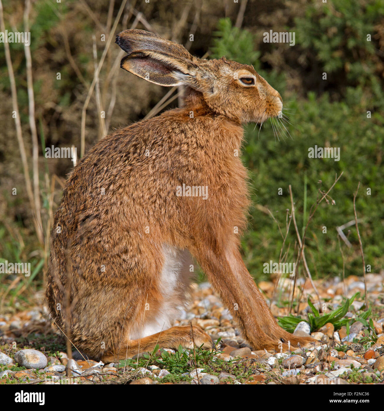 European brown hare Banque D'Images
