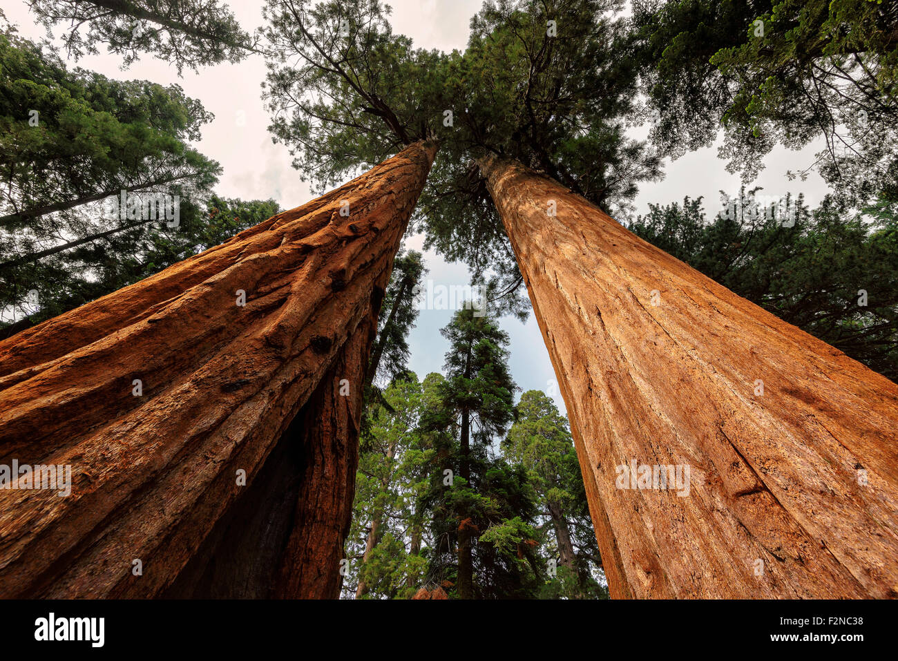 Le célèbre big arbres Séquoia sont debout dans le Parc National Sequoia géant, quartier du village, grands arbres Séquoia célèbre Banque D'Images