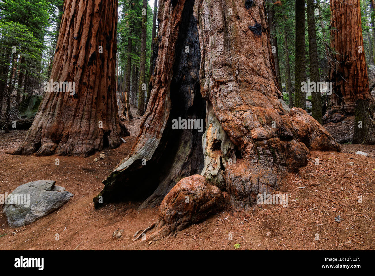Forêt de séquoias géants en Californie Sierra Nevada, United States. Banque D'Images