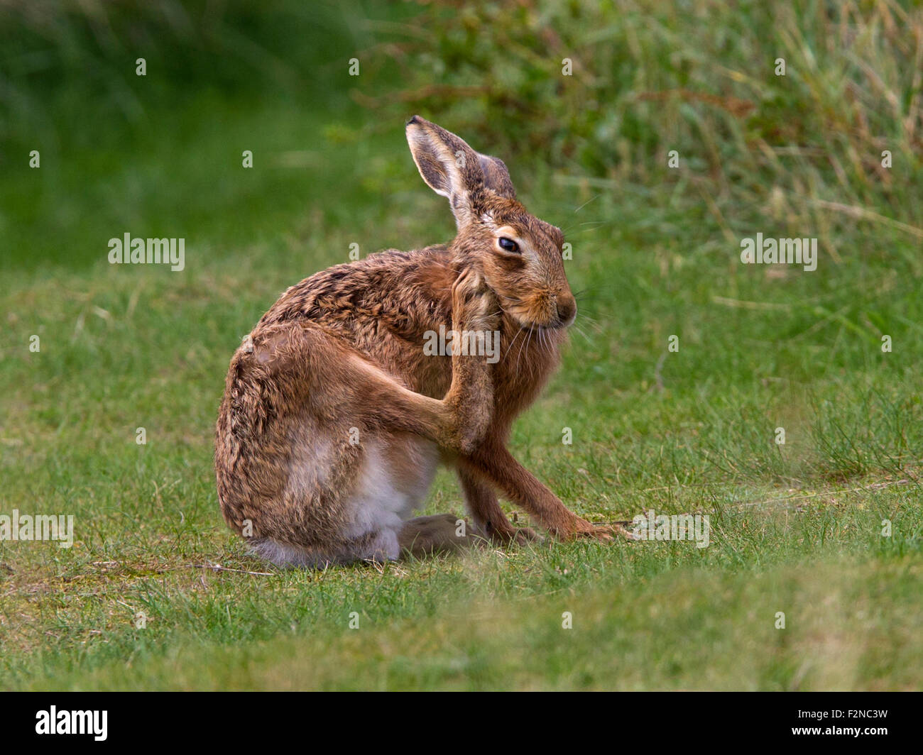 European brown hare, toilettage Banque D'Images
