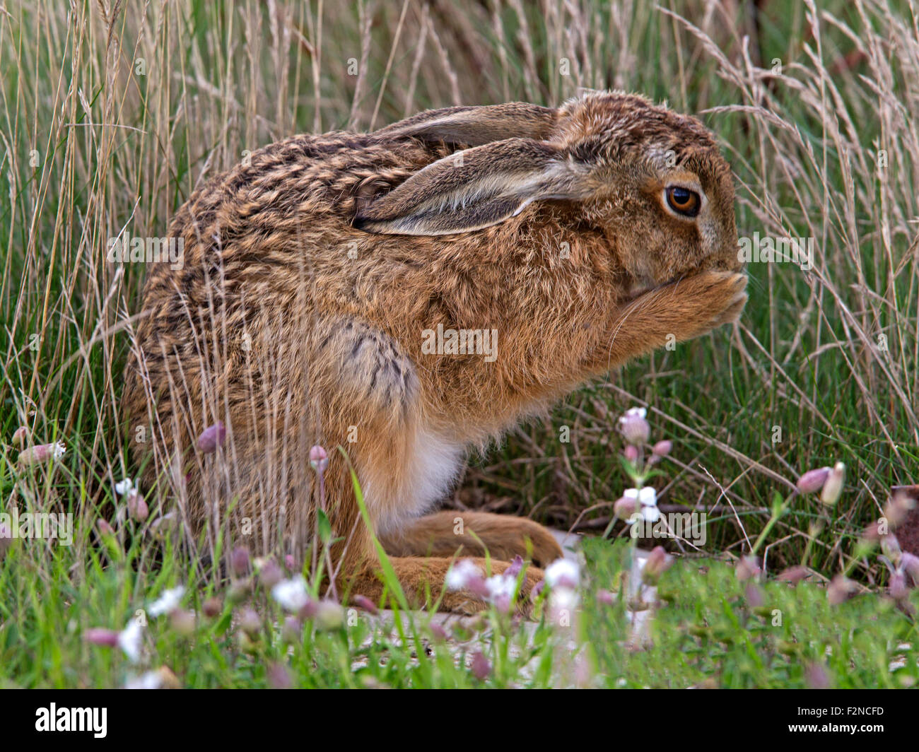 European brown hare, leveret, toilettage Banque D'Images