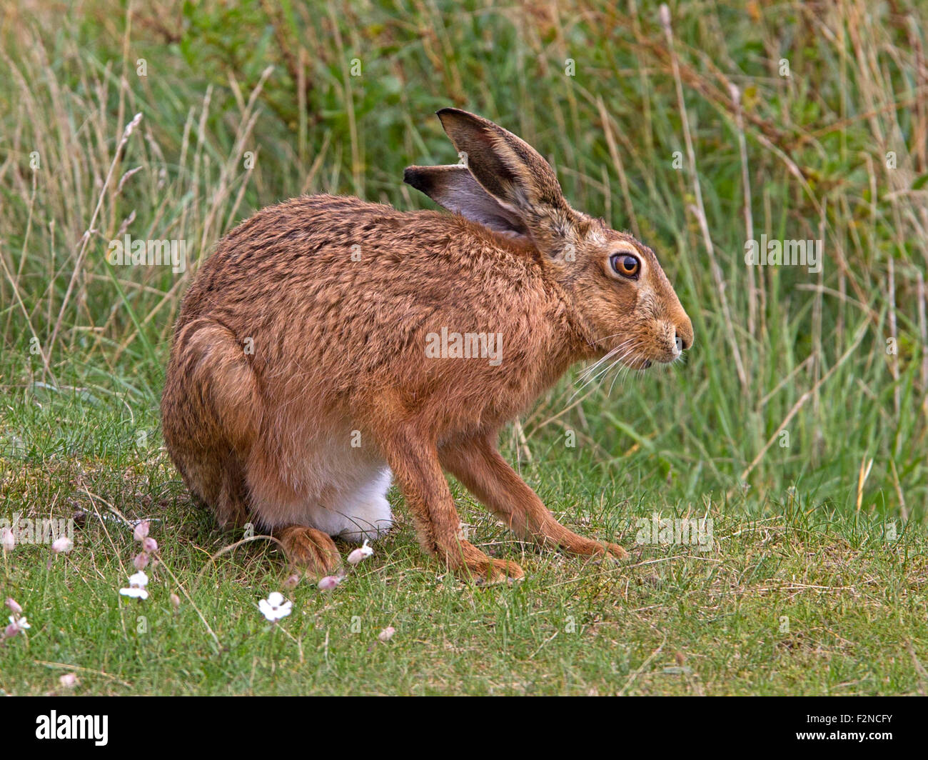 European brown hare Banque D'Images