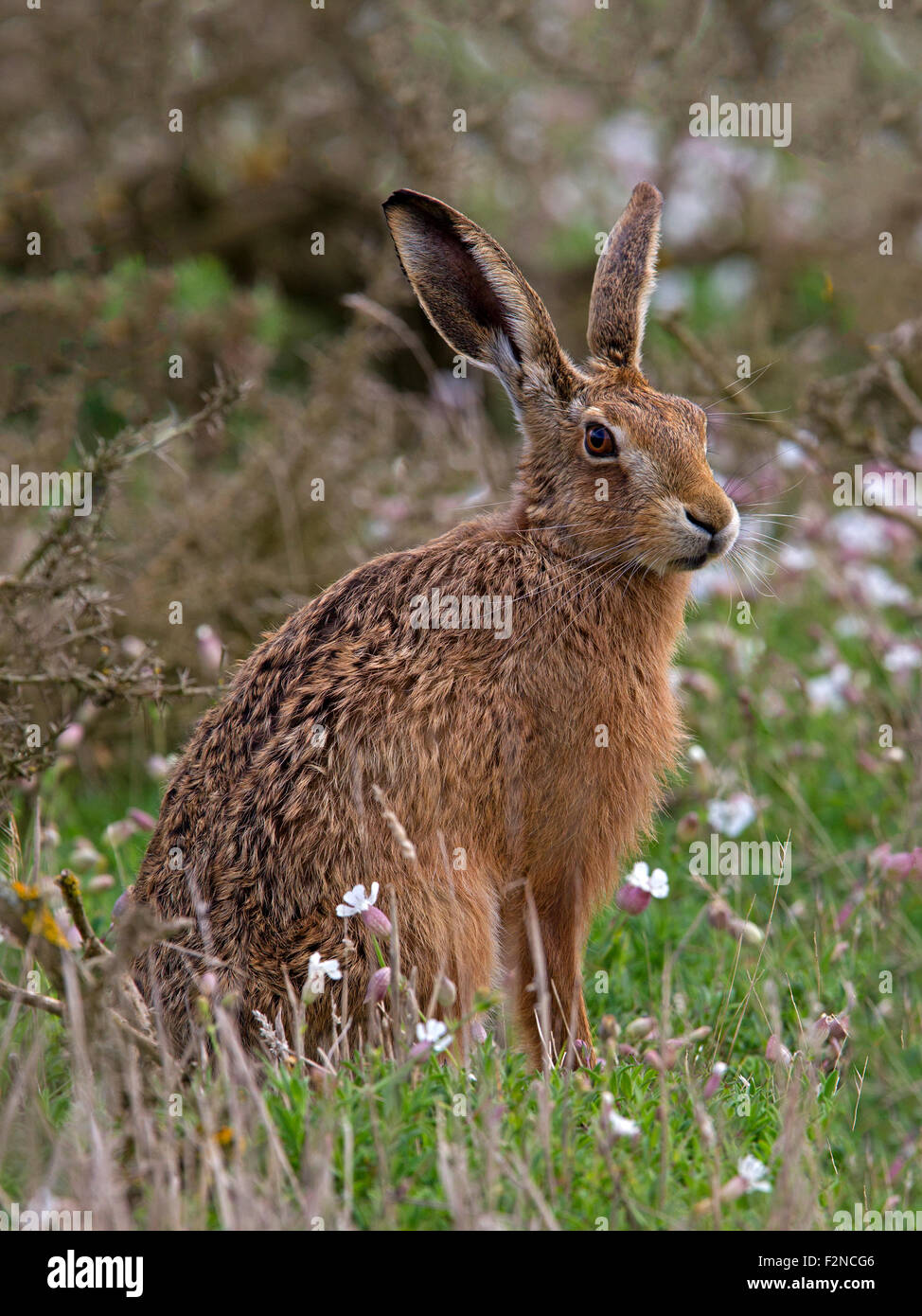 European brown hare Banque D'Images