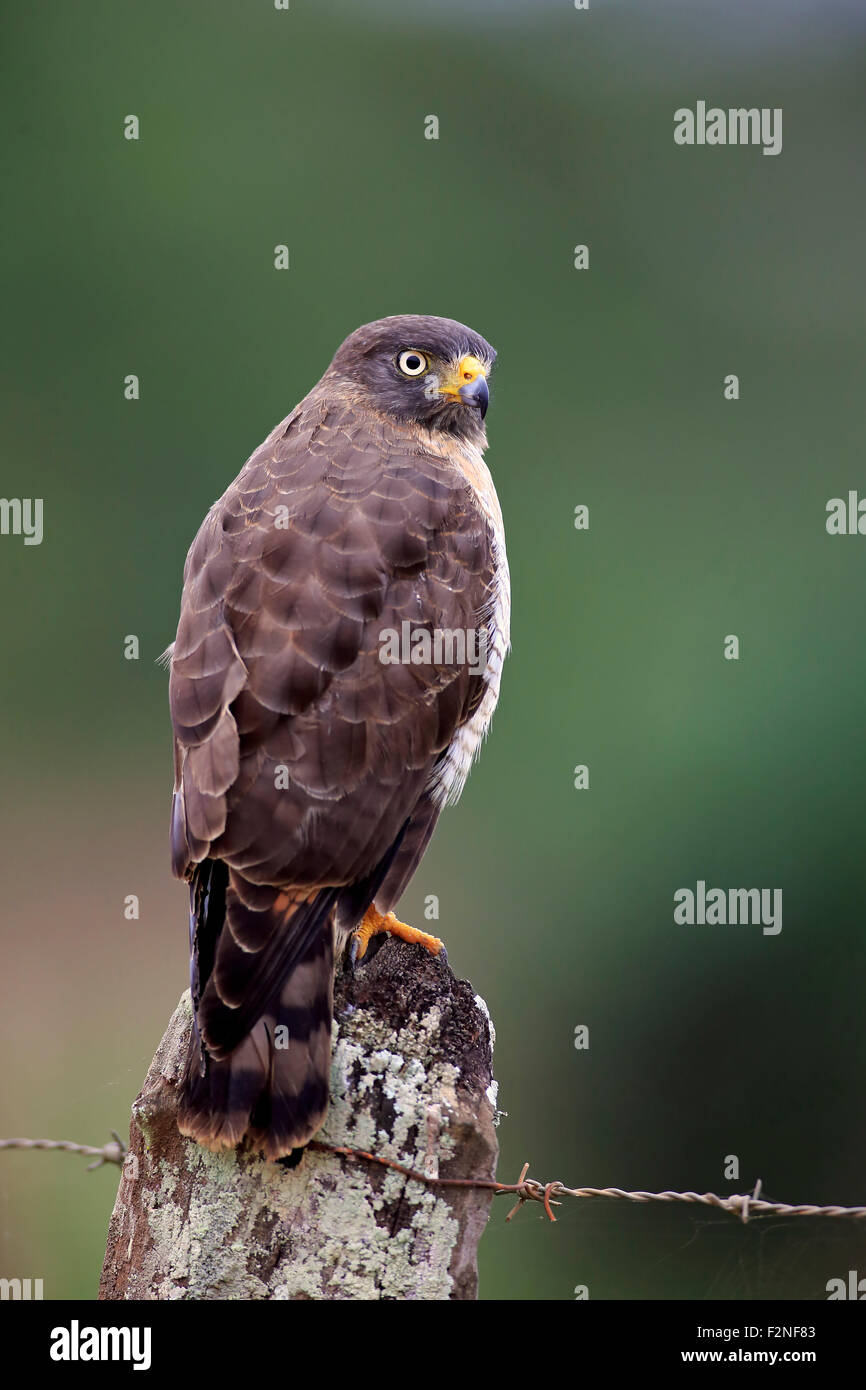 Roadside hawk (Rupornis magnirostris), des profils à l'affût, Pantanal, Mato Grosso, Brésil Banque D'Images