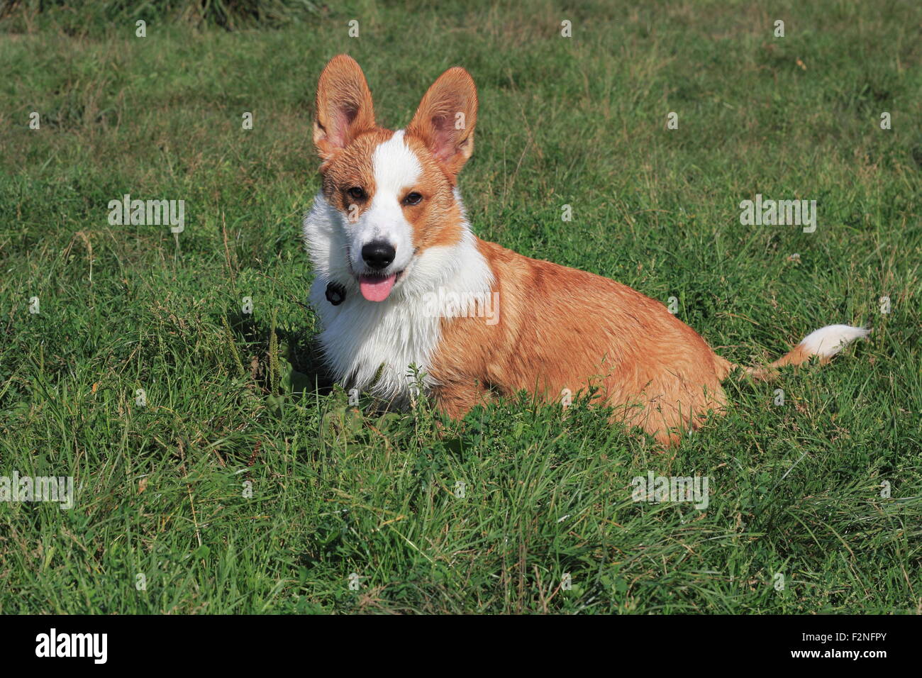 Welsh Corgi Cardigan, mâle, 6 mois, assis dans un pré, Allemagne Banque D'Images