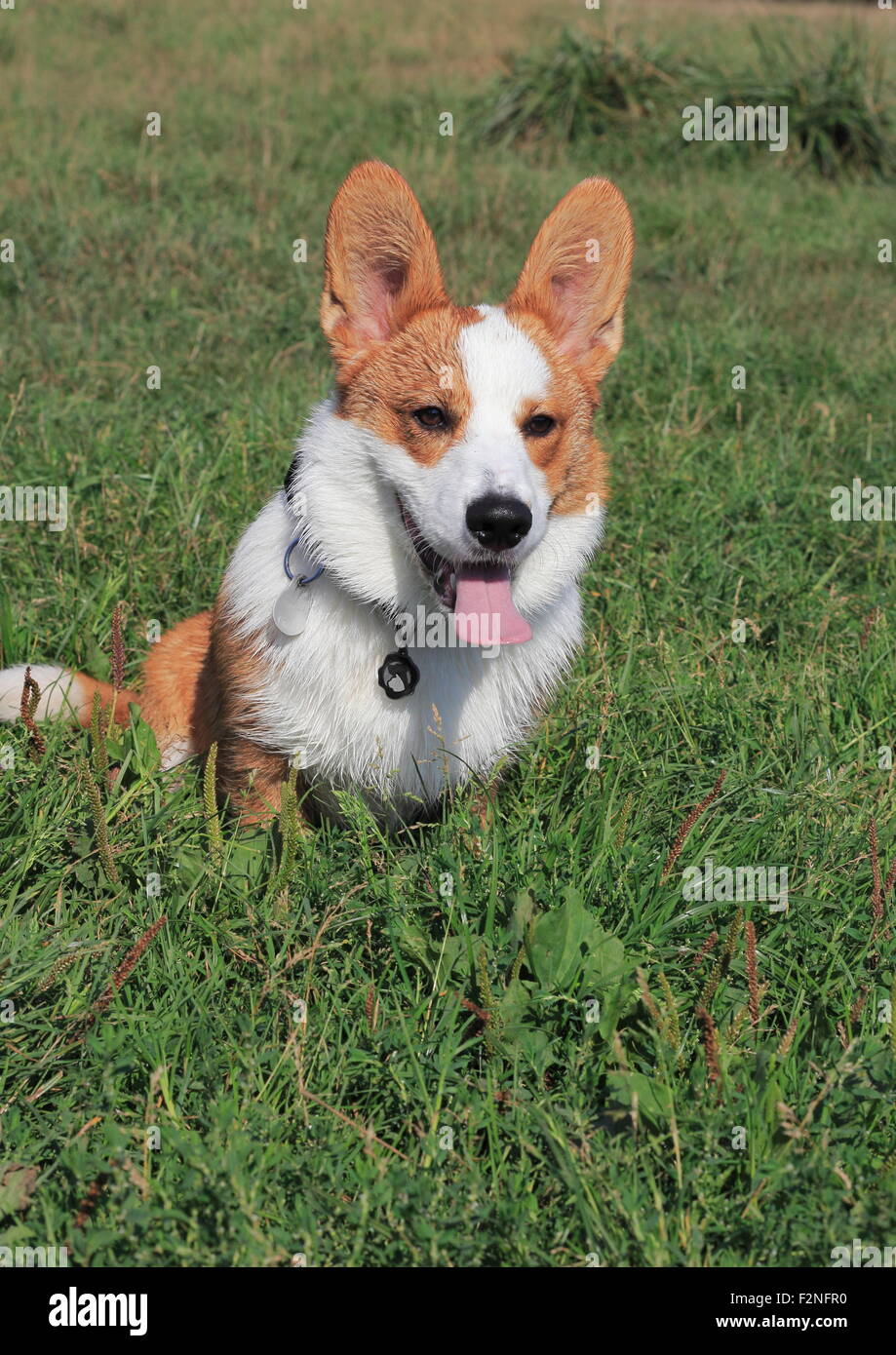 Welsh Corgi Cardigan, mâle, 6 mois, assis dans un pré, Allemagne Banque D'Images
