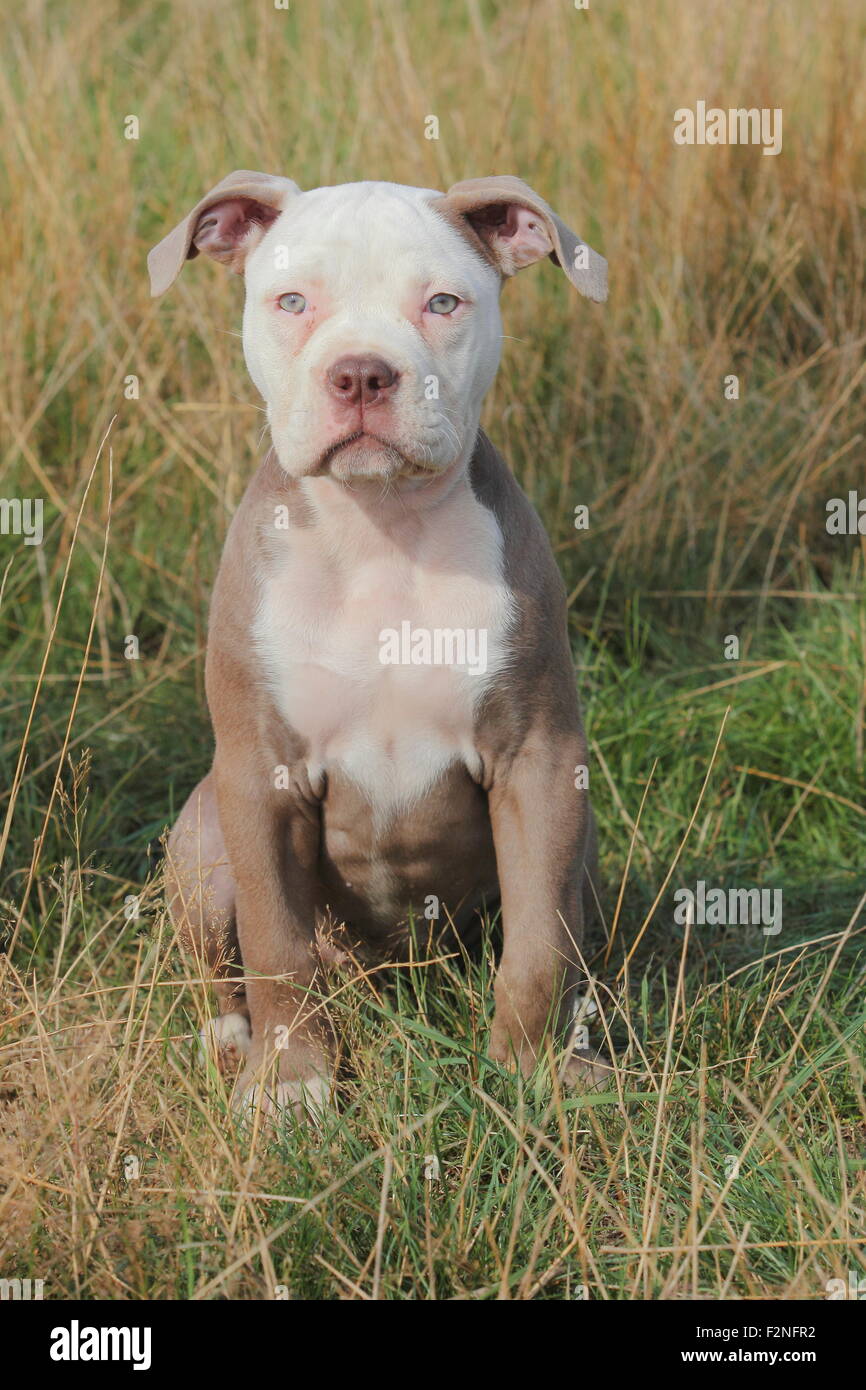 Old English Bulldog Chiot