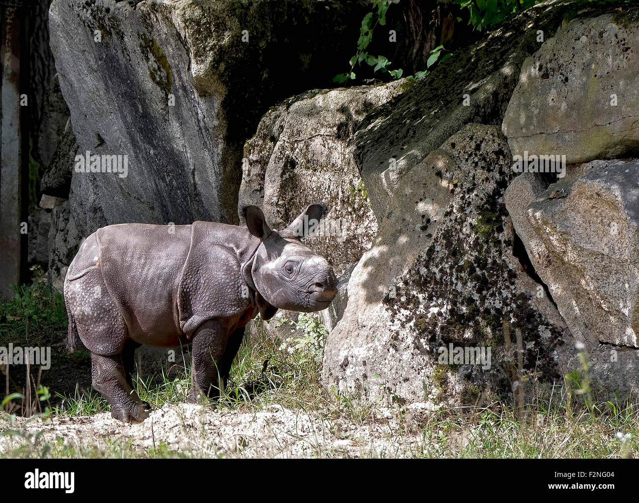 Le Rhinocéros indien (Rhinoceros unicornis) neuf jour old bull, zoo Hellabrunn, Munich, Bavière, Allemagne Banque D'Images