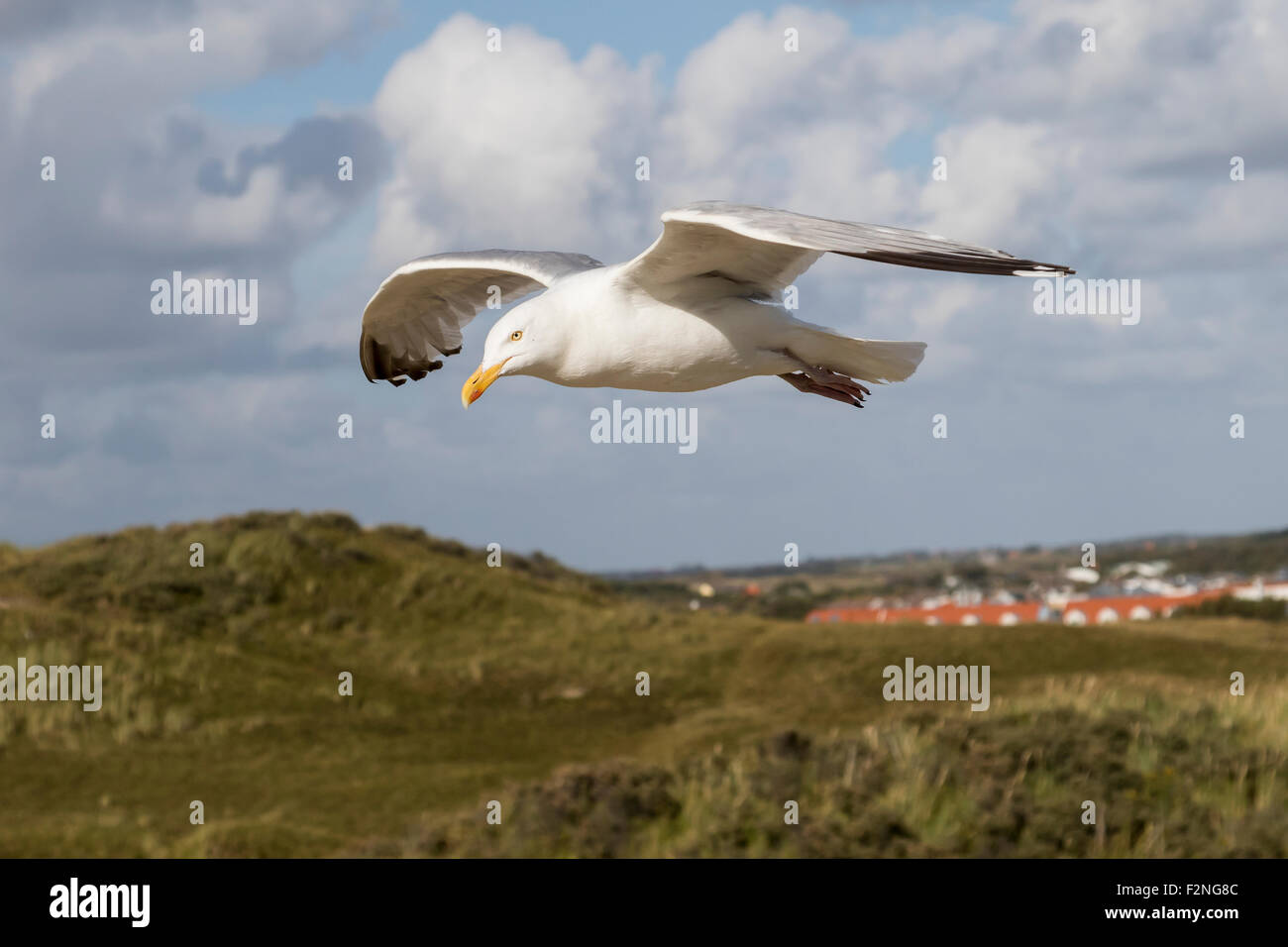 European Herring Gull (Larus argentatus), en vol, avec la ville, Texel, à l'ouest de l'archipel Frison, Province de la Hollande du Nord, Hollande Banque D'Images