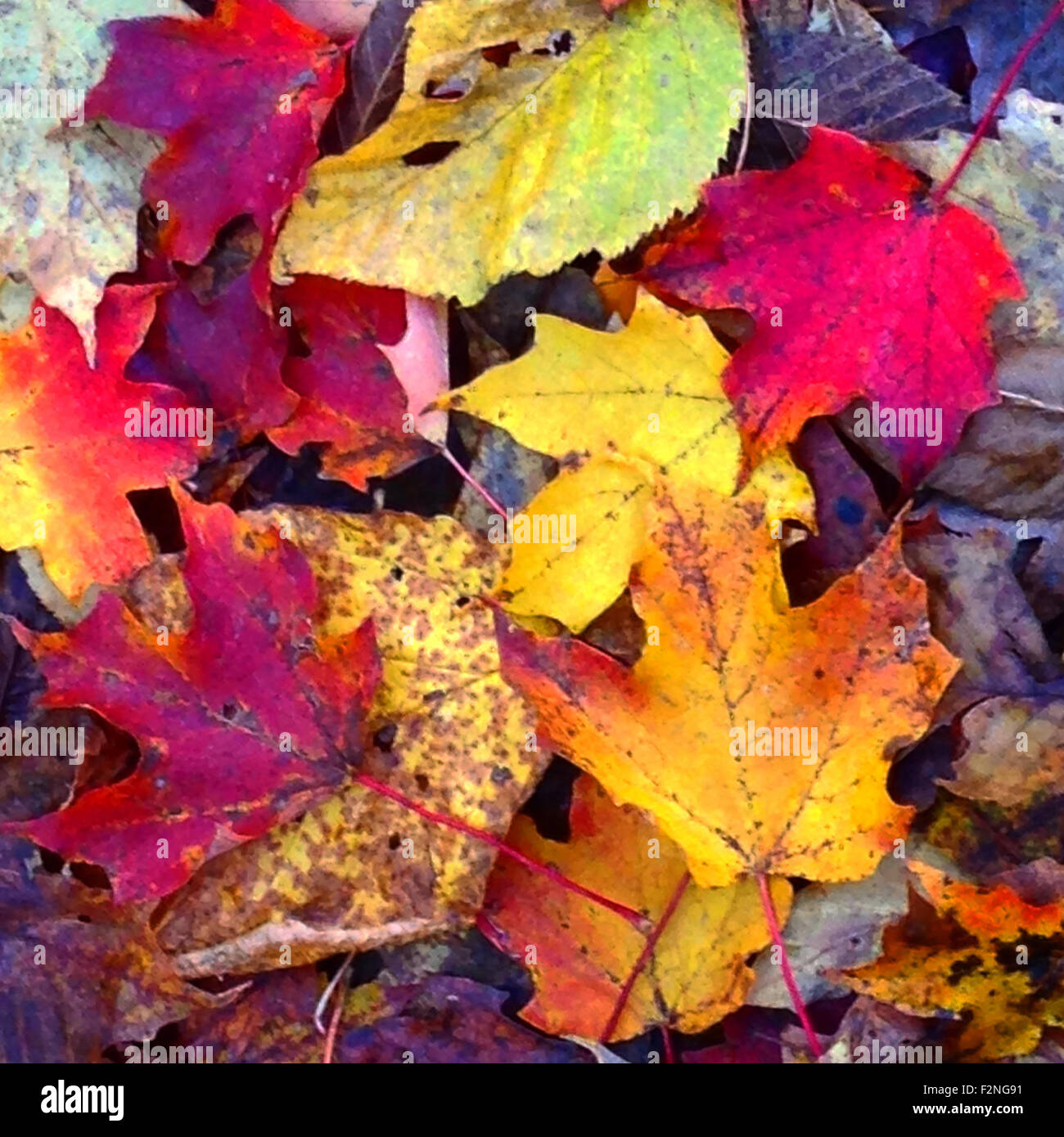 Close up de tas de feuilles d'automne - Image de stock capturée avec un smartphone