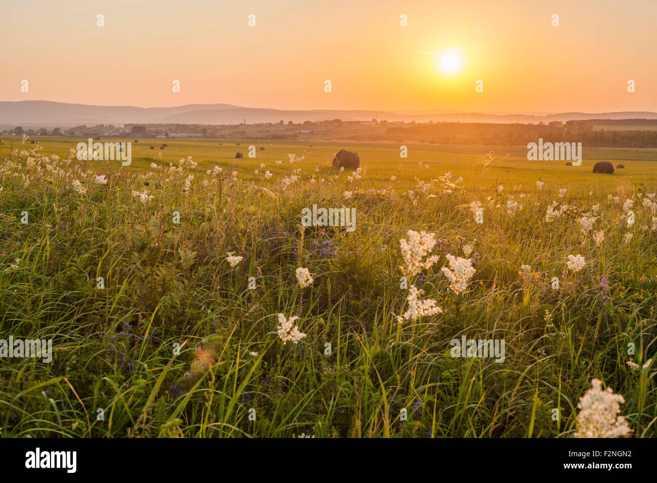 De plus en plus d'herbes hautes en domaine rural au coucher du soleil Banque D'Images