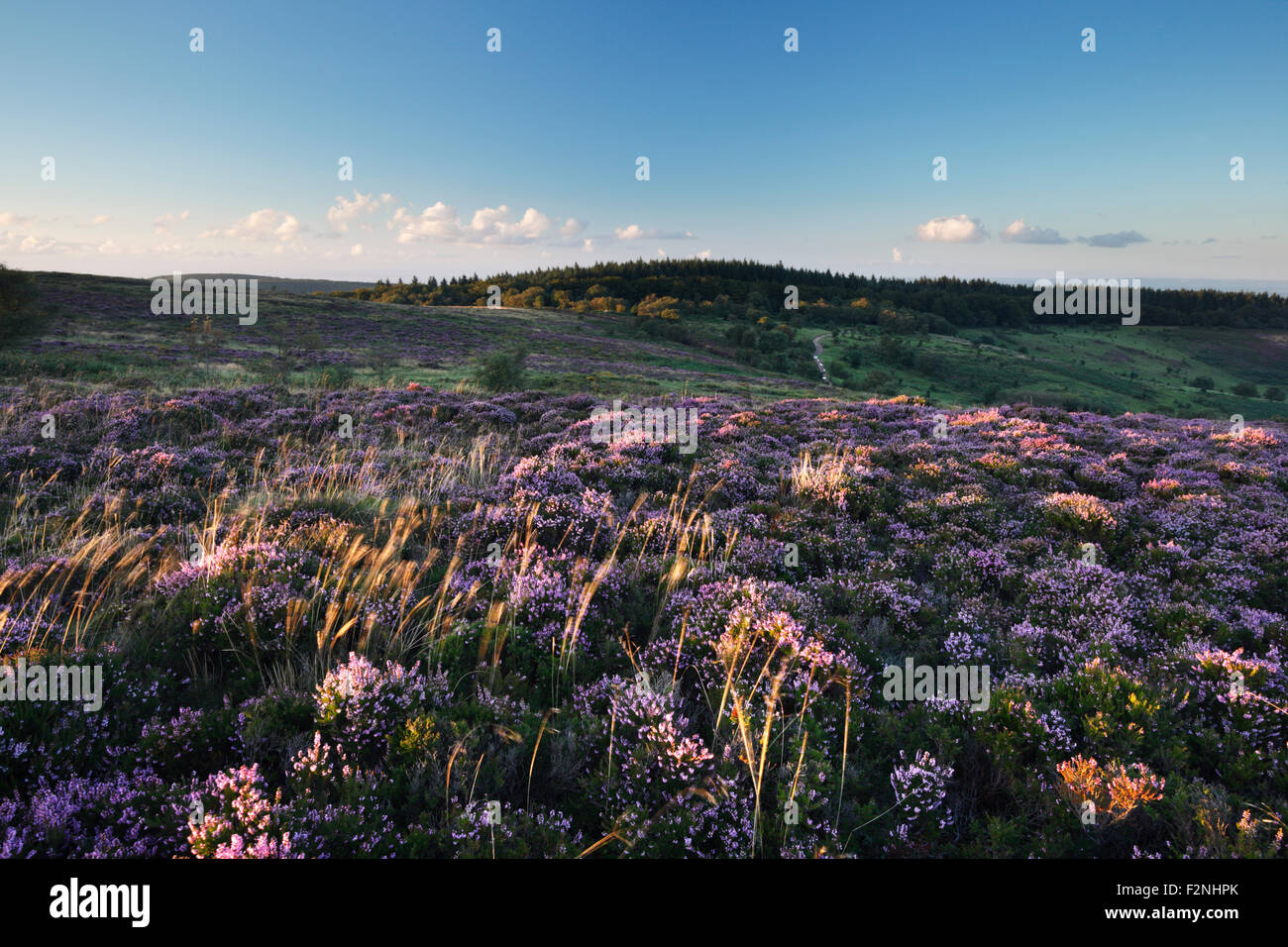 Les collines de Quantock. Le Somerset. UK. Banque D'Images Les collines de Quantock. Le Somerset. UK. Banque D'Images