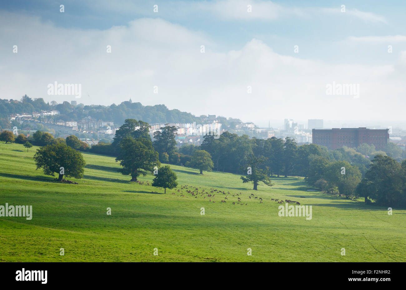 Deer à Ashton Court. Bristol. UK. Banque D'Images