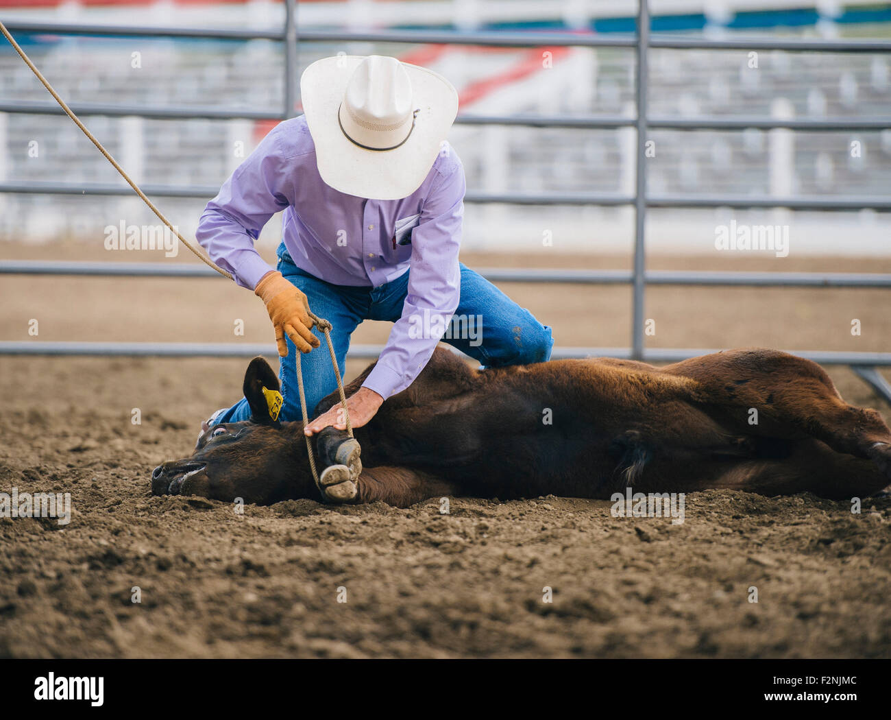 Les bovins de race blanche de liage dans Rodeo Cowboy Banque D'Images
