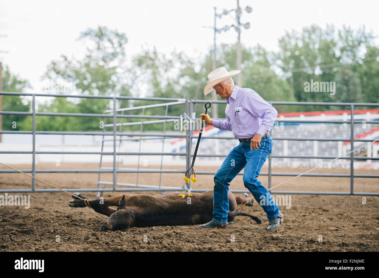 Portrait de marque cowboy cattle in rodeo Banque D'Images