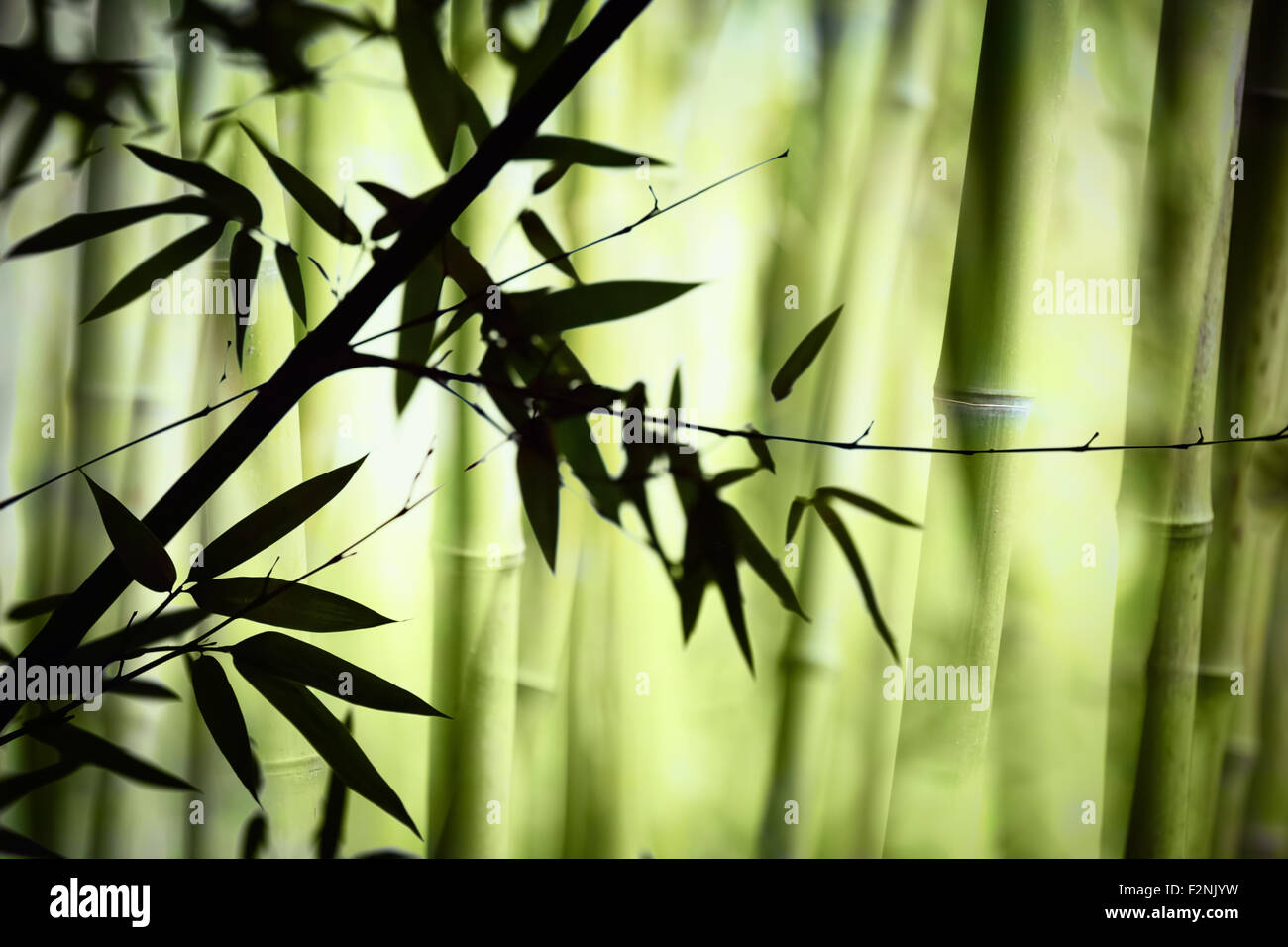 Forêt de bambous d'Asie Banque D'Images