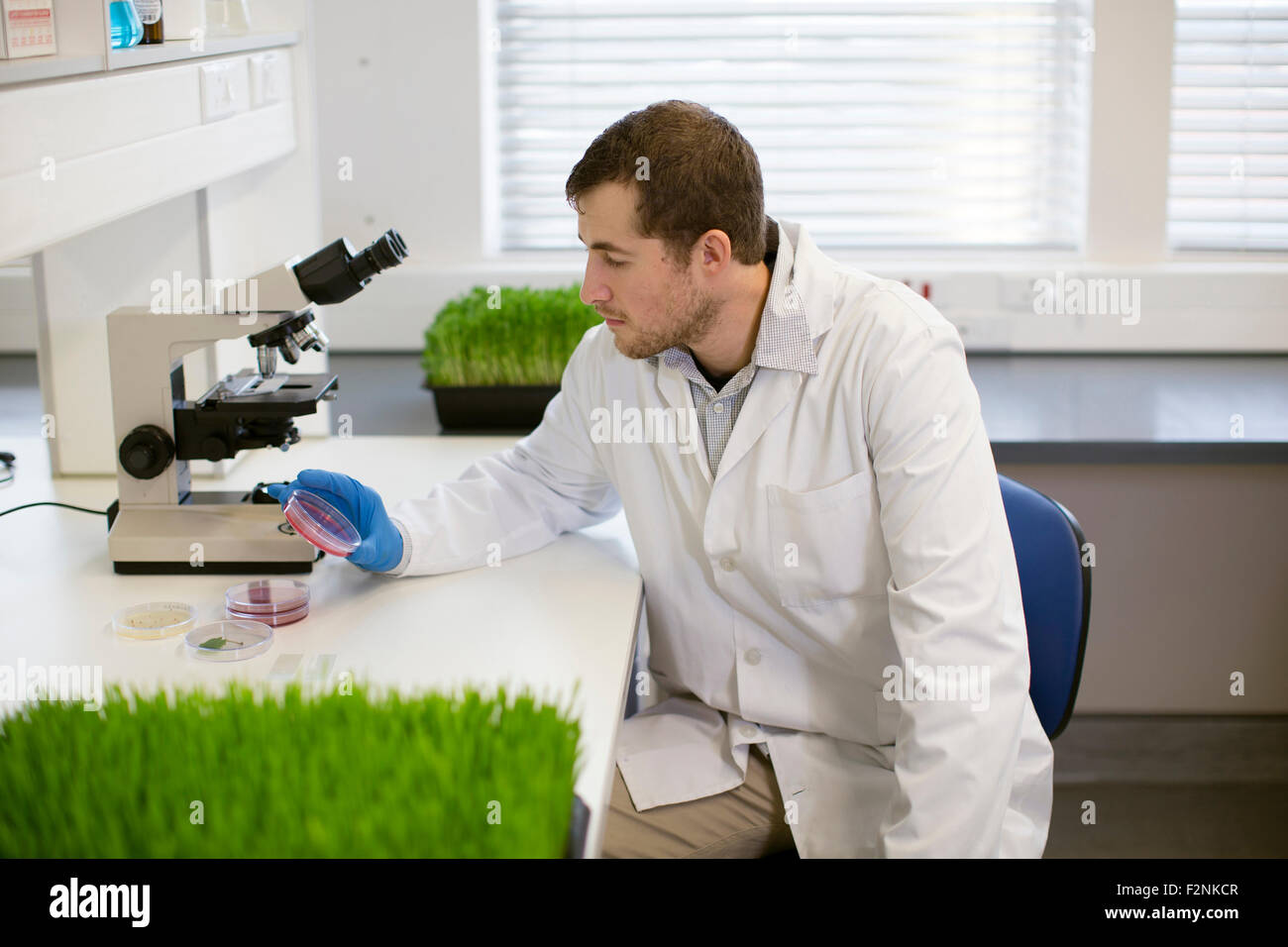 Caucasian scientist examining échantillon en laboratoire Banque D'Images