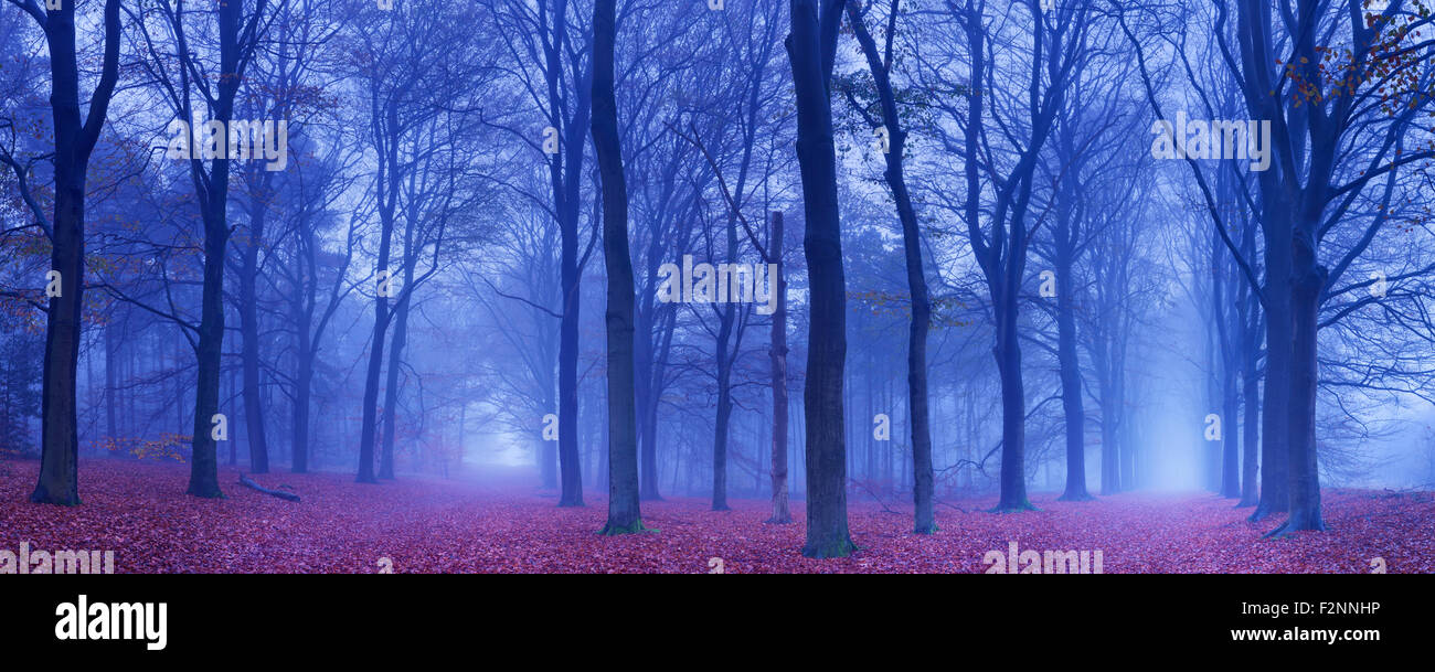 Une fourchette dans un chemin dans une forêt sombre et brumeuse. Photographiée à l'aube. Banque D'Images