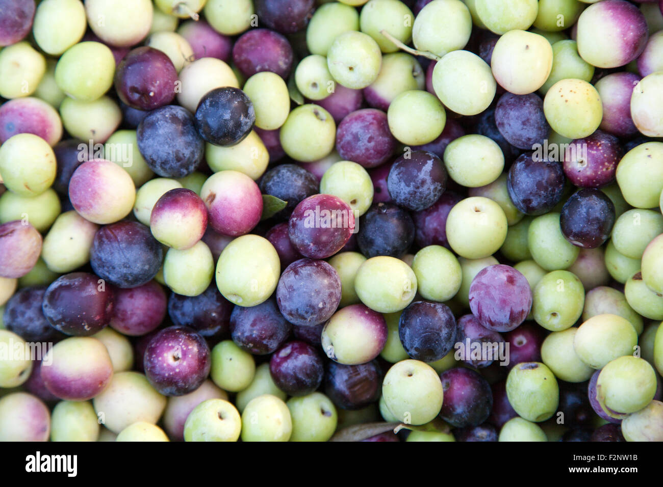 Non, tout droit vers l'arbre, les olives. Banque D'Images