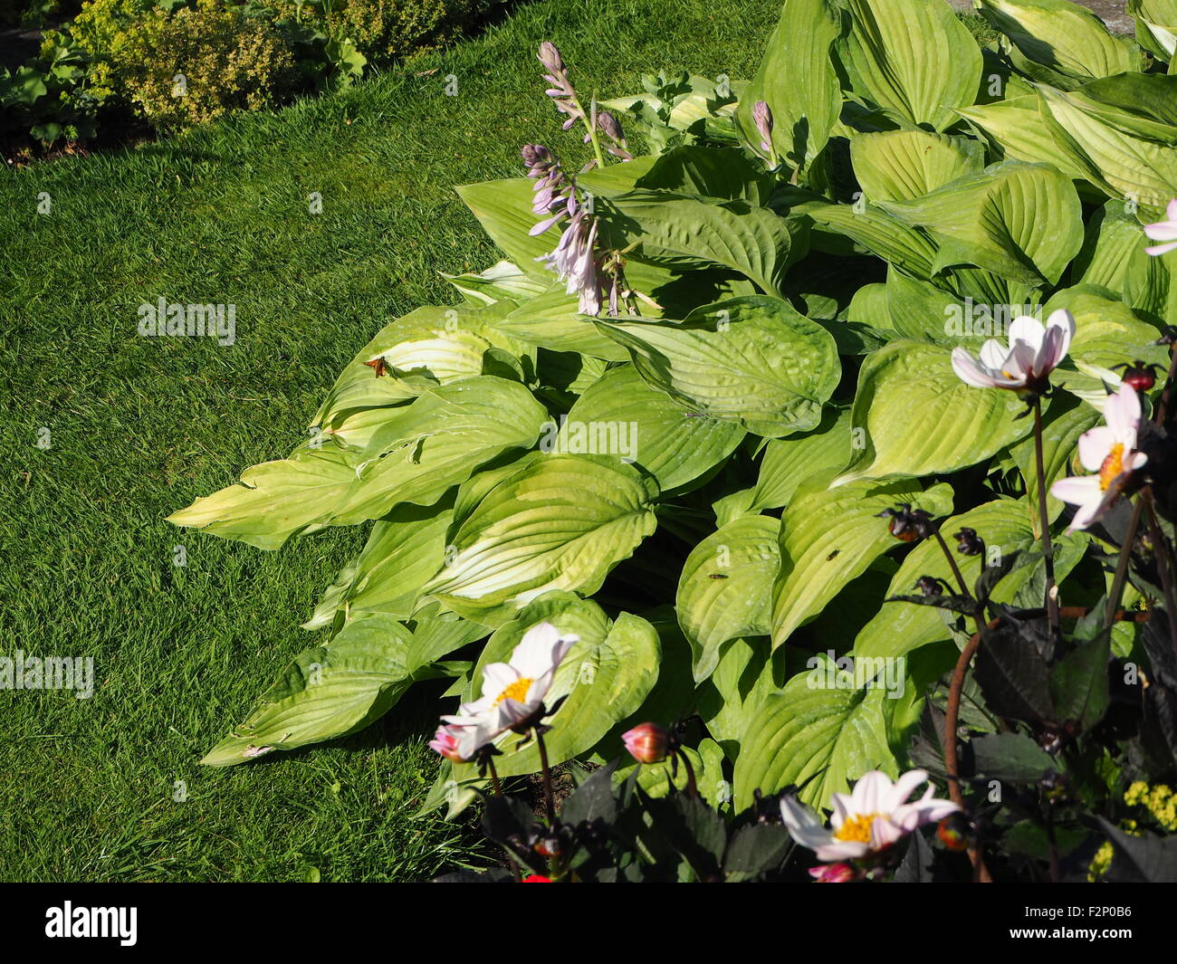 Grand patron papillon sur feuilles d'Hosta vert frais à Chenies Manor Garden en juin. Banque D'Images