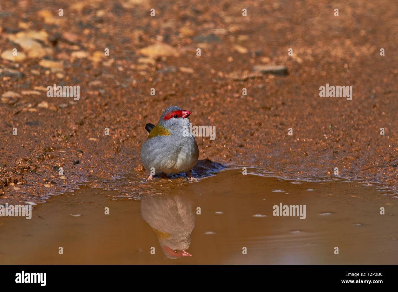 Le red-browed finch (Neochmia temporalis) Banque D'Images