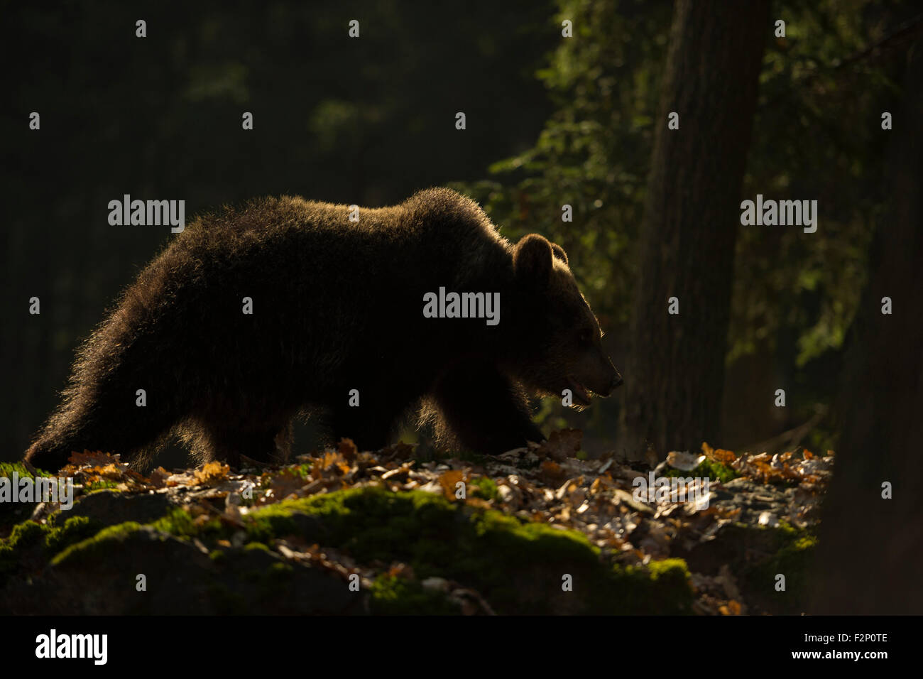 Ours brun européen Europaeischer / Braunbaer ( Ursus arctos ) passe à travers une forêt sauvage, beau contre-jour. Banque D'Images