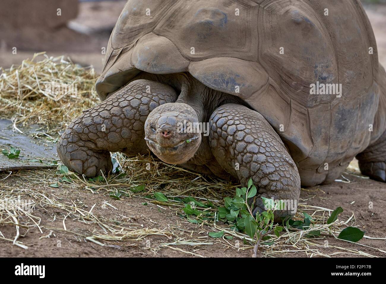 La tortue géante des Galapagos (Chelonoidis nigra) est la plus grande espèce vivante de tortoise et peut aller sans manger ni boire pendant environ une année. Banque D'Images