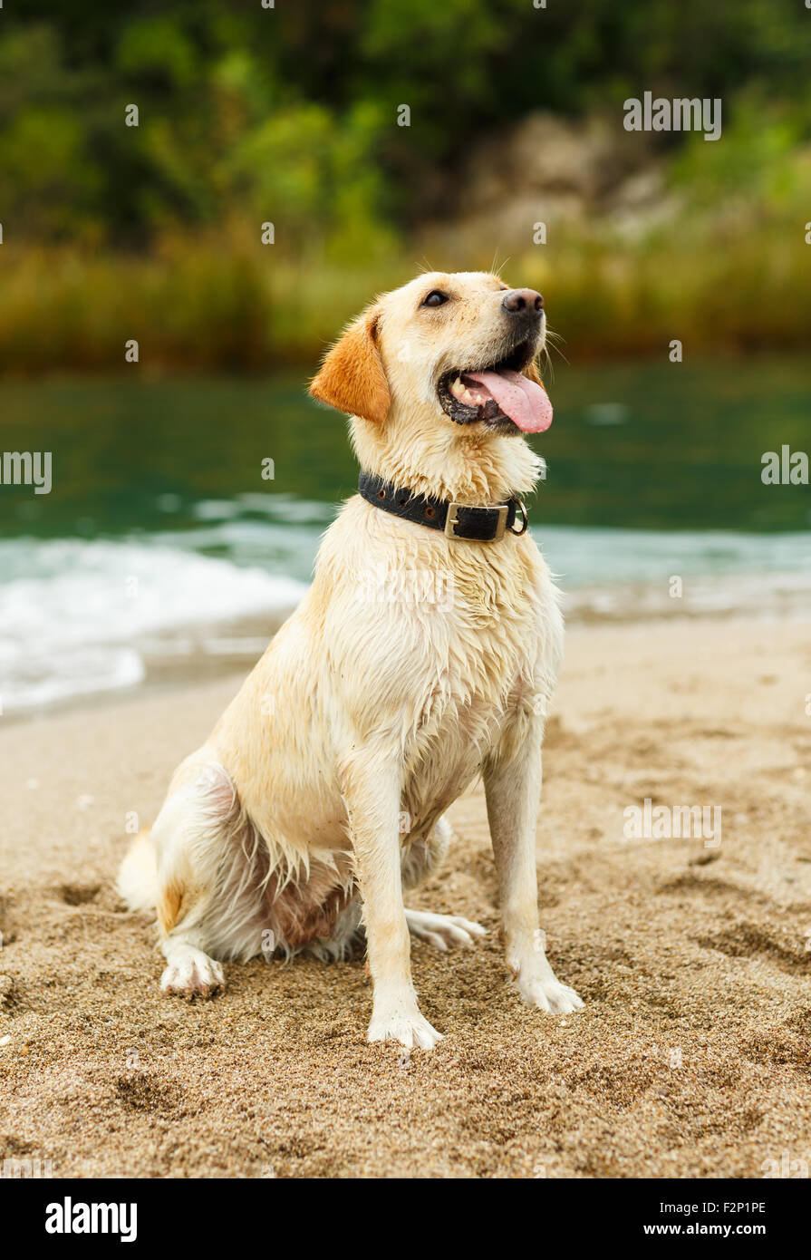 Labrador retriever est assis sur la plage Banque D'Images