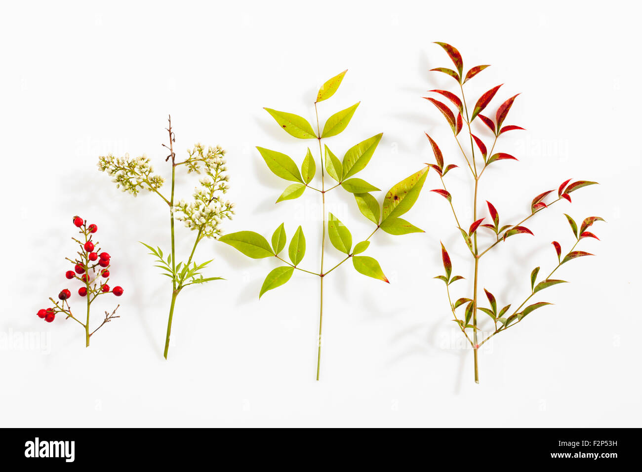 Les fruits, les fleurs et les feuilles de bambou céleste sur fond blanc Banque D'Images