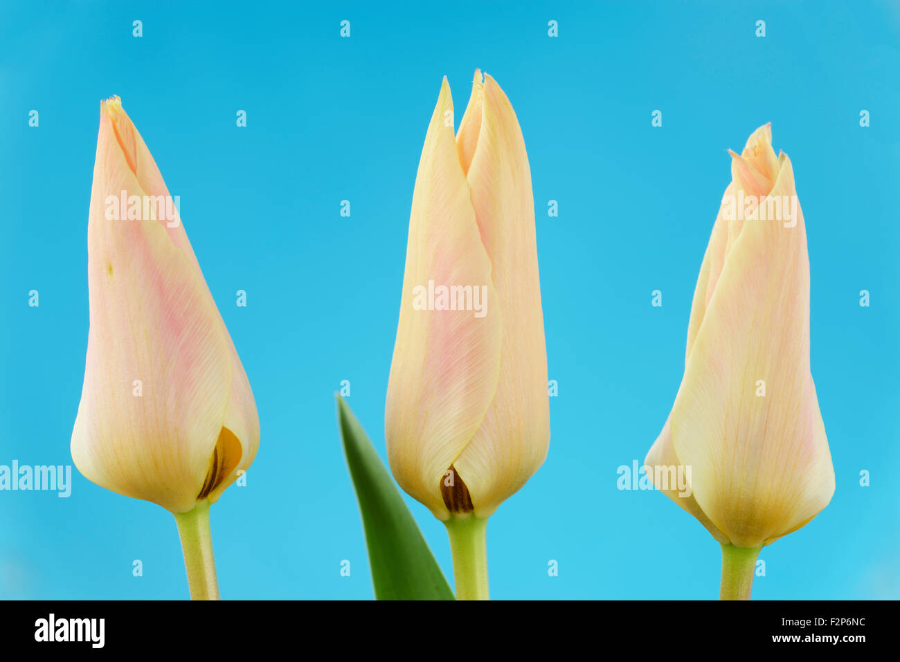 Tulipa 'Fur Elise' Tulip Greigii Avril Groupe Banque D'Images