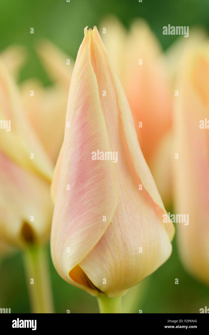 Tulipa 'Fur Elise' Tulip Greigii Avril Groupe Banque D'Images
