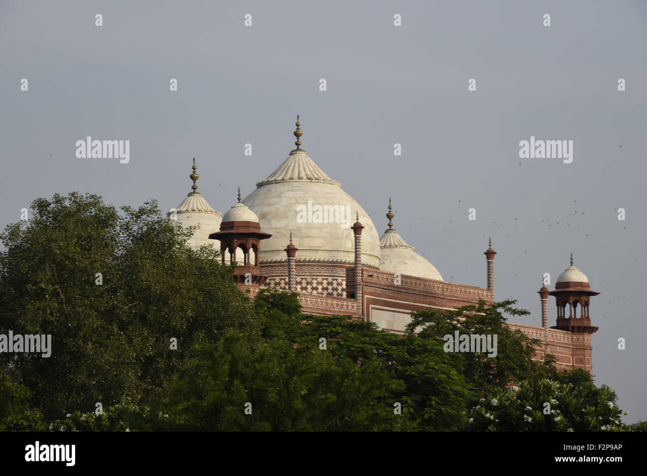 Safdarjung tomb tombeau en marbre blanc sur rouge et structure de marbre derrière l'arbre avec les oiseaux en plein vol derrière Safdarjung tomb, Delhi, Inde Banque D'Images