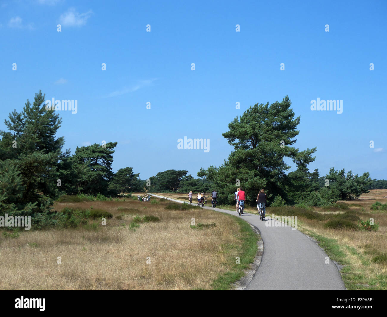 Dune de sable à la dérive de la zone de santé de pollen ,Parc National De Hoge Veluwe, nr Arnhem, Gueldre, Pays-Bas. Banque D'Images