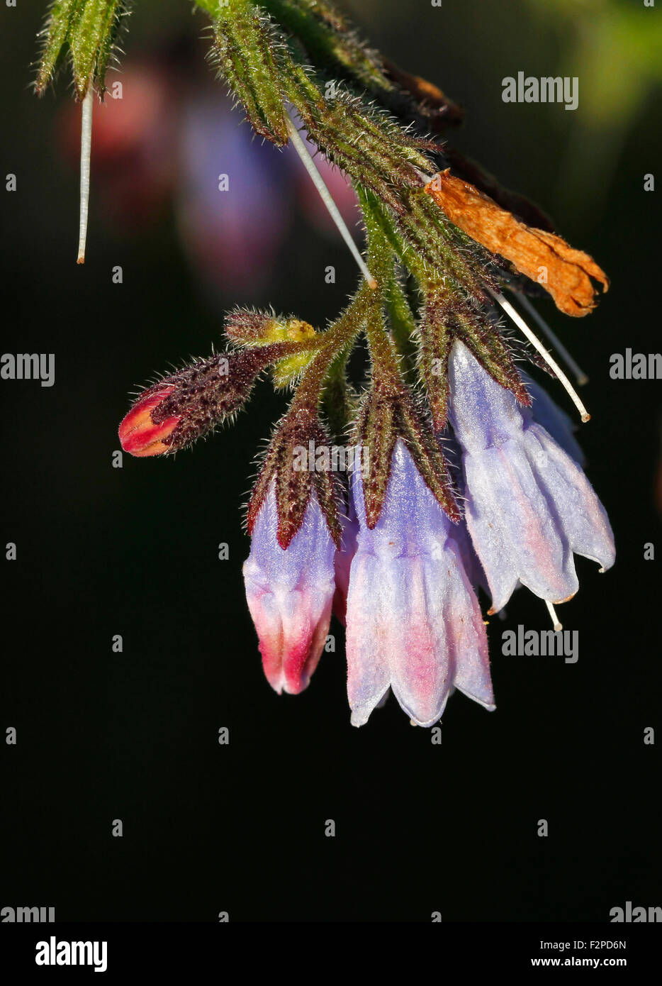 Le figuier de consoude (Symphytum asperum) en Finlande. Banque D'Images