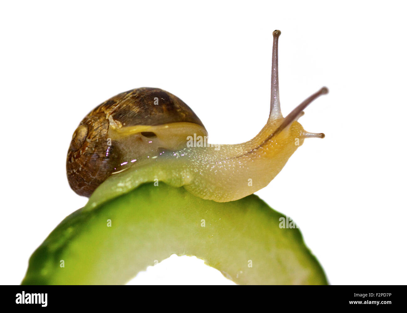 Escargot bébé (Helix aspersa/Cornu aspersum) 30 jours sur le concombre Banque D'Images