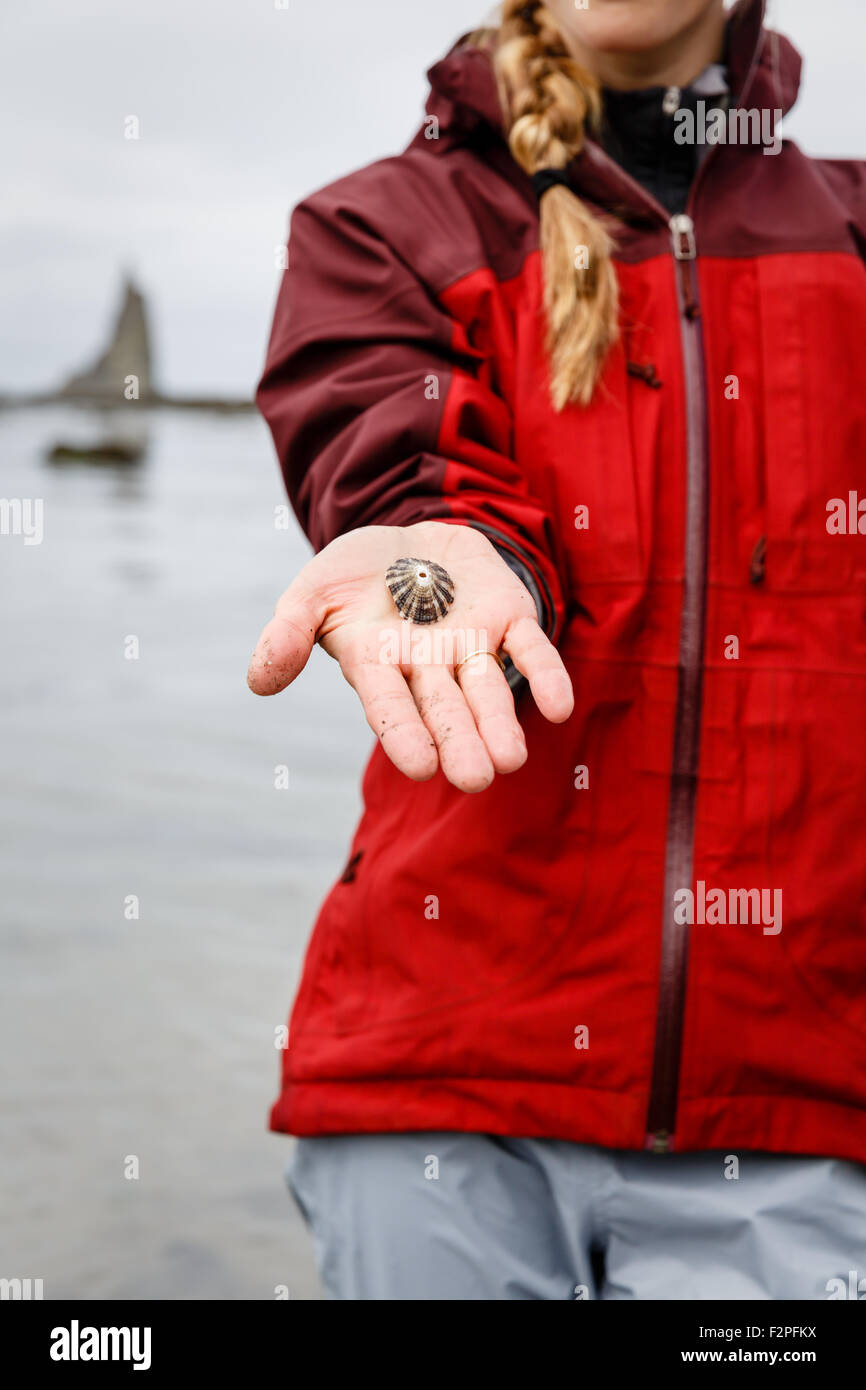 Un naturaliste holding seashell patelle Banque D'Images