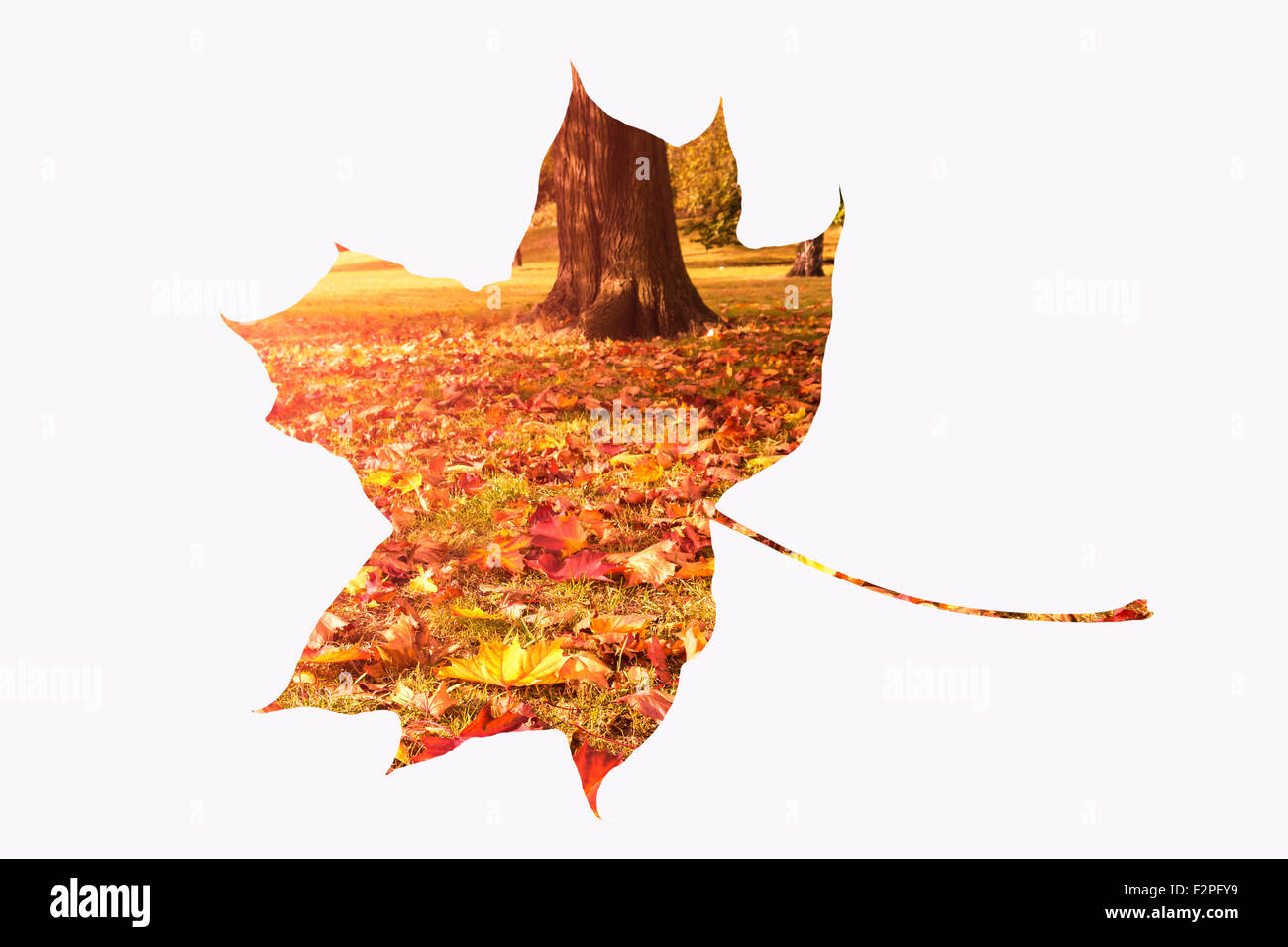 Paysage avec des feuilles d'automne Banque D'Images