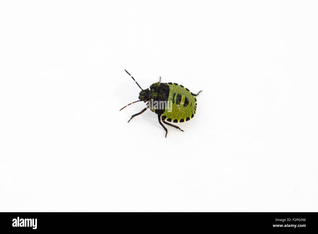 Le Bouclier vert jardinage Bug Palomena prasina, 4ème stade nymphe, également connu sous le nom de green stink bug Banque D'Images