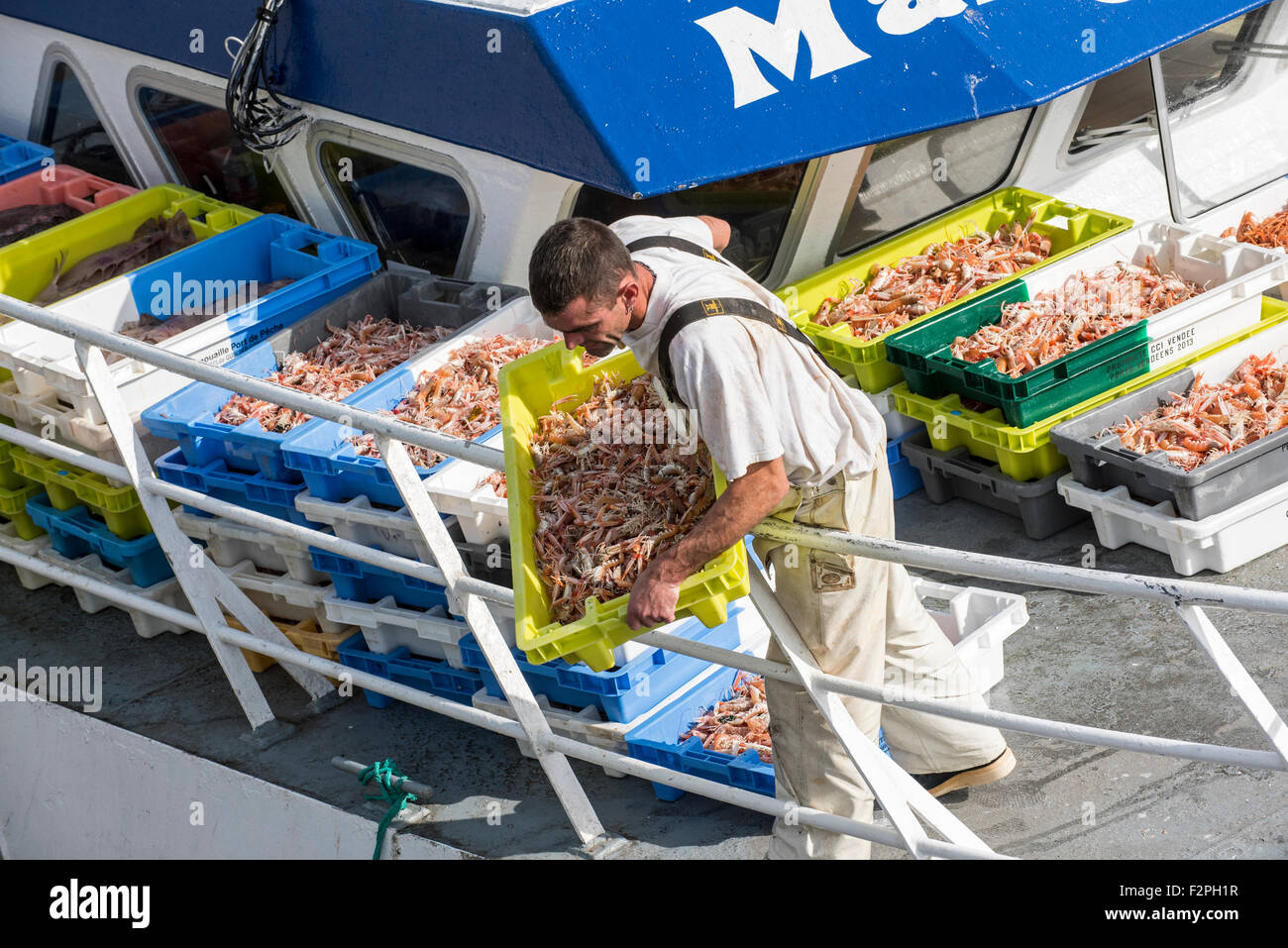 Pêcheur à bord du bateau de pêche chalutier le déchargement de captures de crevettes / langoustines le long quai du marché aux enchères du poisson dans le port Banque D'Images