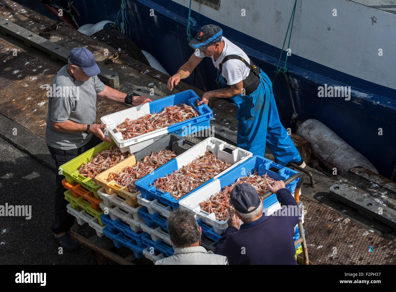 Les pêcheurs de l'avant du bateau de pêche chalutier le déchargement de captures de crevettes fraîches / langoustines sur le quai du marché aux enchères du poisson à port Banque D'Images