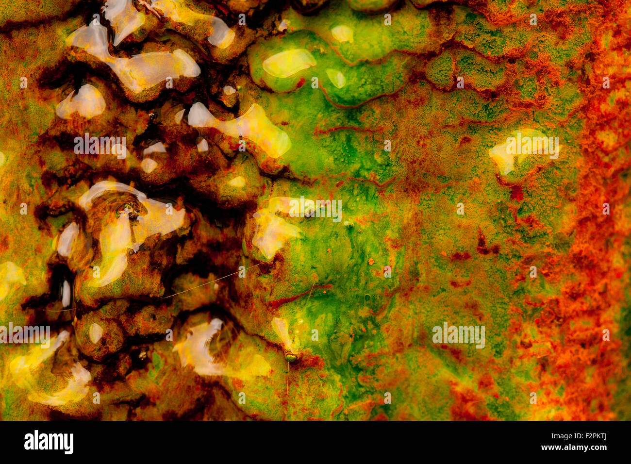 Des couleurs fortes dans cet écosystème thermique d'algues, des colonies de micro-organismes et de l'eau ferreuse. Volcan, Furnas Açores, Banque D'Images