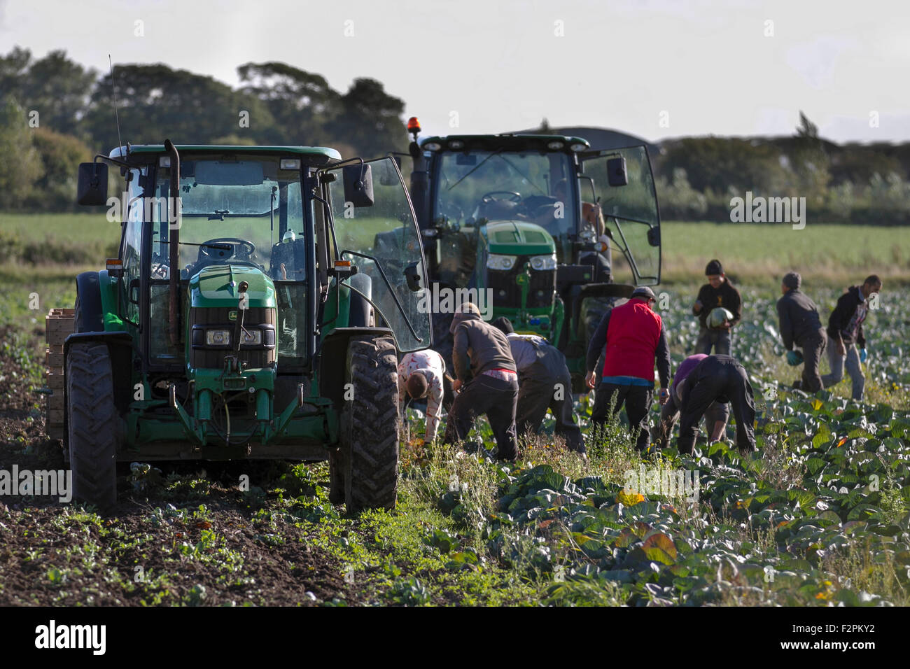 Des ouvriers agricoles immigrés, ici la récolte des cultures de choux de maturation, pour que la récolte tyo Points de vente au détail. Le Lancashire, Royaume-Uni Banque D'Images