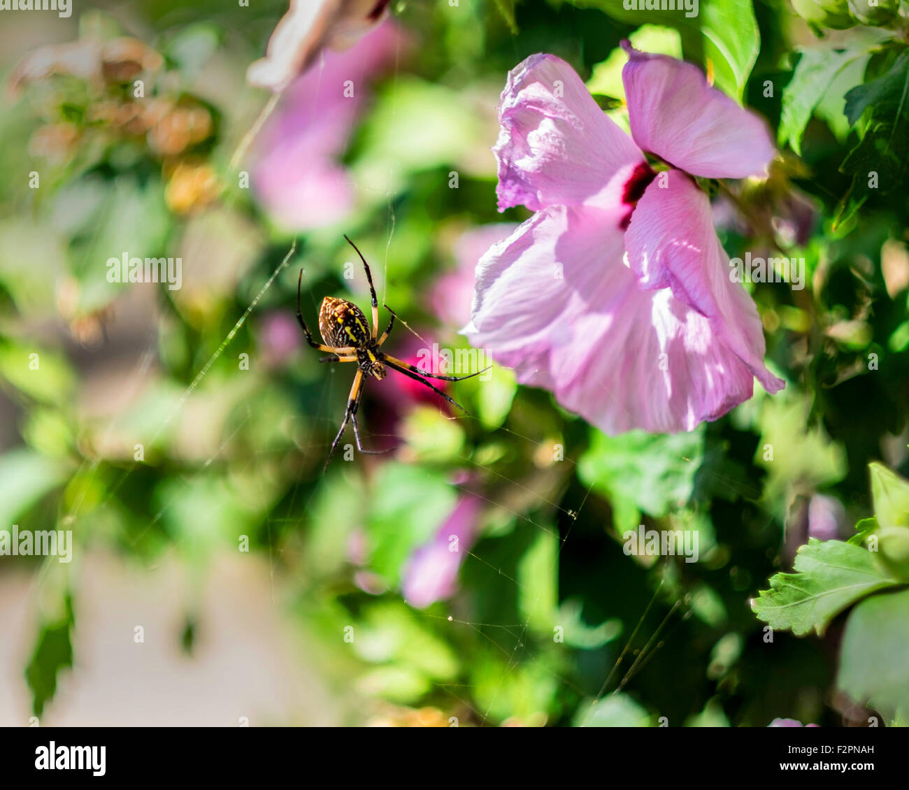 Un jardin araignée jaune, ou de maïs, spider Argiope aurantia, montrant sa filière de web sur un arbuste rose de Sharon dans l'Oklahoma, USA. Banque D'Images