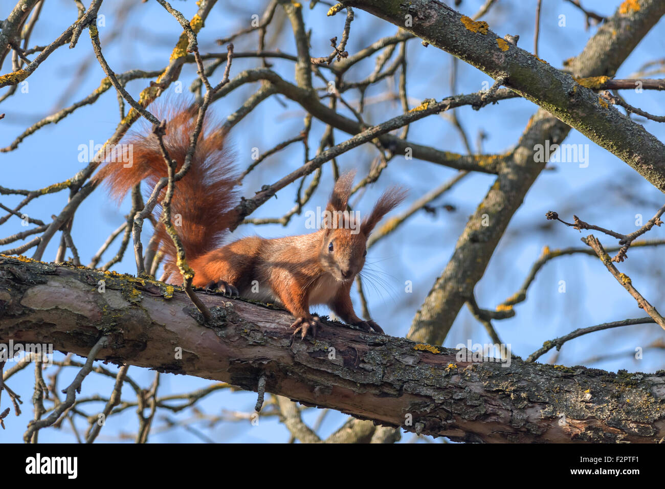 Squirrel on twig close up Banque D'Images